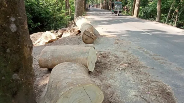 আওয়ামী লীগ নেতার বিরুদ্ধে সরকারি গাছ কেটে নেওয়ার অভিযোগ