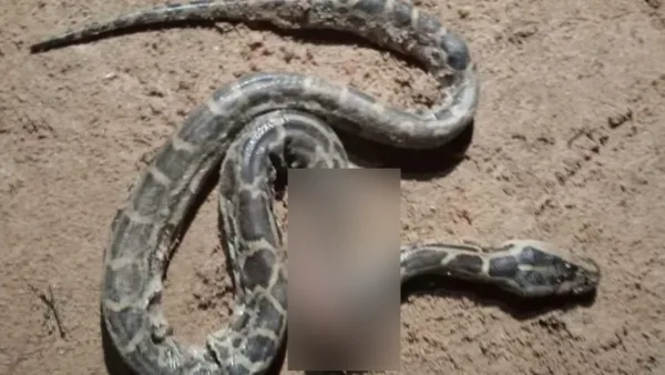 রাসেলস ভাইপার ভেবে অজগর পিটিয়ে মারল এলাকাবাসী