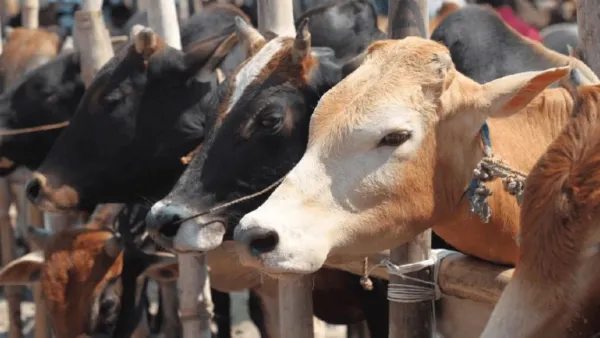 কোরবানির পশুর ফেলনা অঙ্গে বাড়ছে রপ্তানি আয়