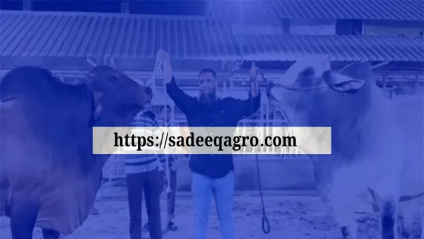 ছাগলকাণ্ডে আলোচিত সাদিক অ্যাগ্রোর ওয়েবসাইট বন্ধ