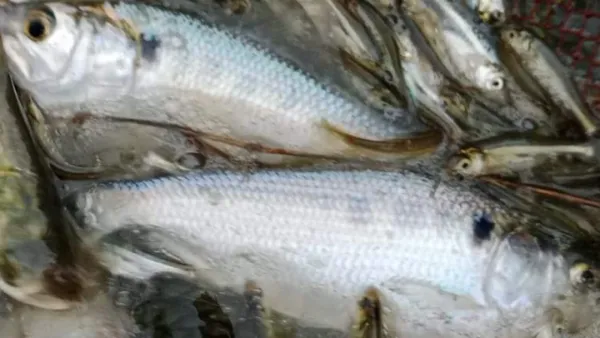 মসজিদের পুকুরে ধরা পড়ল ১০ ইলিশ