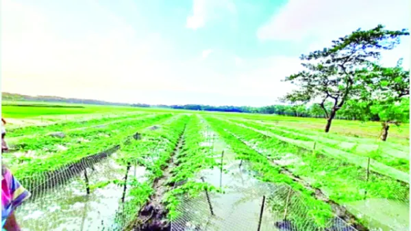 স্বাবলম্বী হচ্ছেন সুবর্ণচরের কৃষক