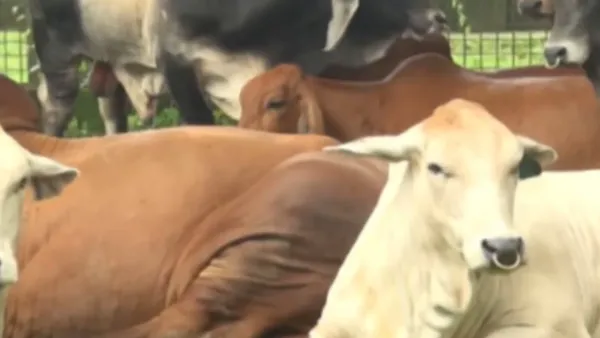 সাদিক অ্যাগ্রোর ‘জালিয়াতি’ অনুসন্ধানে দুদকের অভিযান