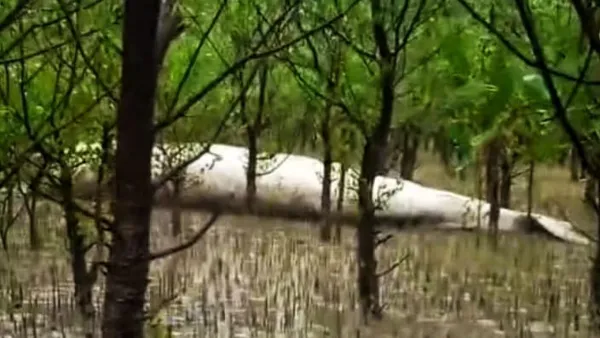নদীতে ভেসে এলো বিশাল আকৃতির মৃত তিমি