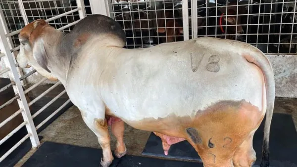 সাদিক অ্যাগ্রো থেকে ব্রাহমা জাতের ৬ গরু জব্দ করল দুদক