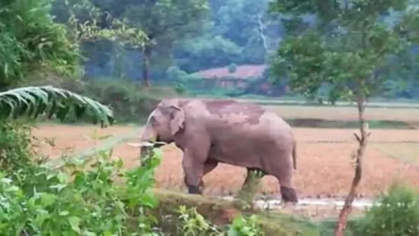 কক্সবাজারে হাতির আক্রমণে একজনের মৃত্যু