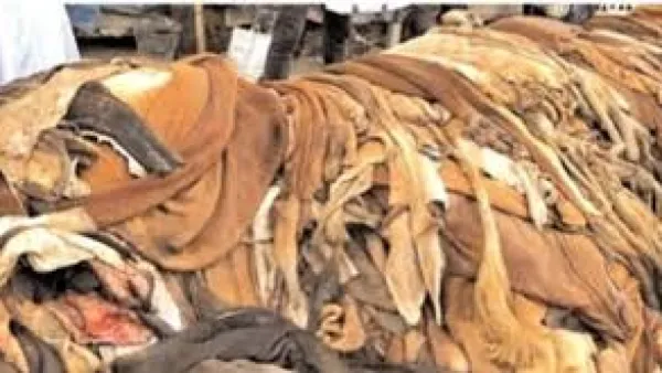 চামড়ার দাম কম, পণ্যে অতিমুনাফা