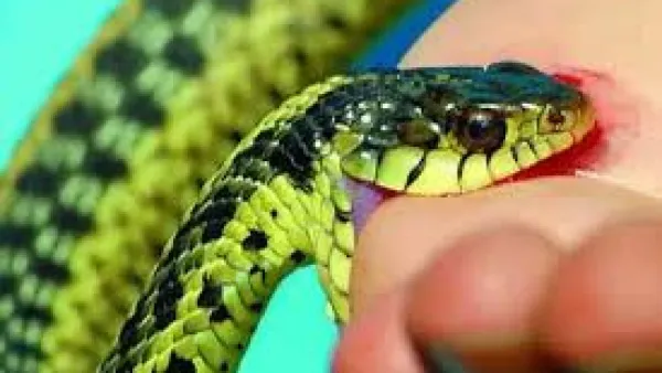 সাপের কামড়ে প্রাণ গেল ২ নারী ও ঘুমন্ত শিশুর