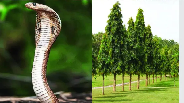 ৮ ধরনের গাছ থাকলে ঘরে সাপ আসবে না