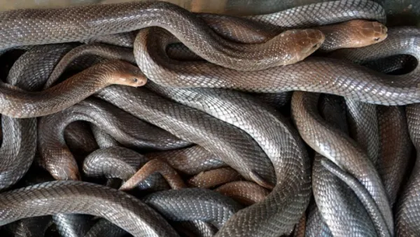 ১০৪টি জীবন্ত সাপ প্যান্টের ভেতরে নিয়ে পাচারের চেষ্টা