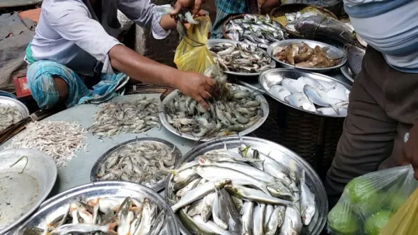 যেসব মাছ খেলে বাড়তে পারে স্বাস্থ্যঝুঁকি