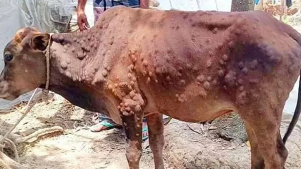 লাম্পি ও ক্ষুরা রোগে শতাধিক গরুর মৃত্যু, অসুস্থ কয়েক হাজার