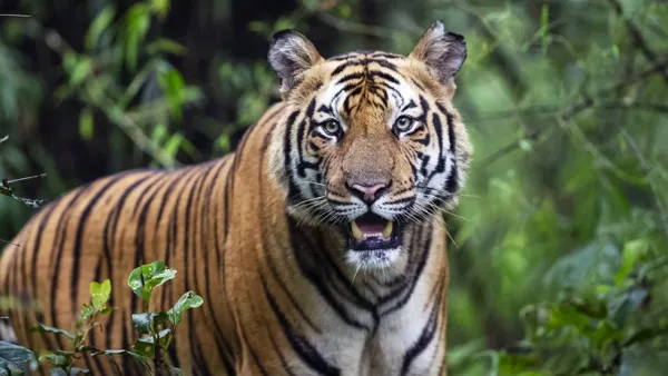 বাঘের সংখ্যা বাড়ছে সুন্দরবনে