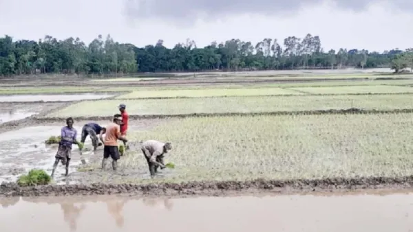বন্যার শঙ্কা কাটিয়ে জগন্নাথপুরে রোপা আমন চাষে ব্যস্ত কৃষক