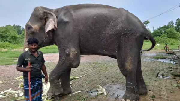 শিকলে বেঁধে নির্যাতন করা সেই হাতির জায়গা হলো সাফারি পার্কে