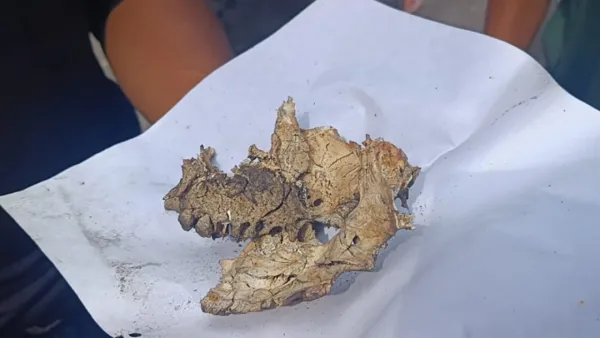 গাজীর কারখানায় পাওয়া গেল মাথার খুলি ও হাড়গোড়