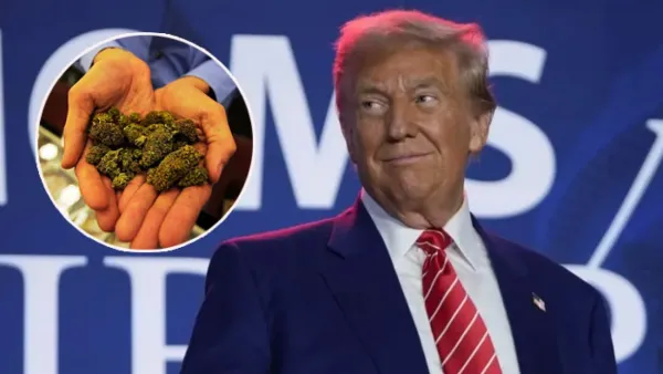 গাঁজাকে বৈধতা দিতে চান ট্রাম্প