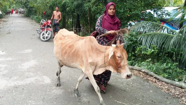 কিস্তির টাকা দিতে না পারায় গরু ছিনিয়ে নিলেন এনজিওকর্মী