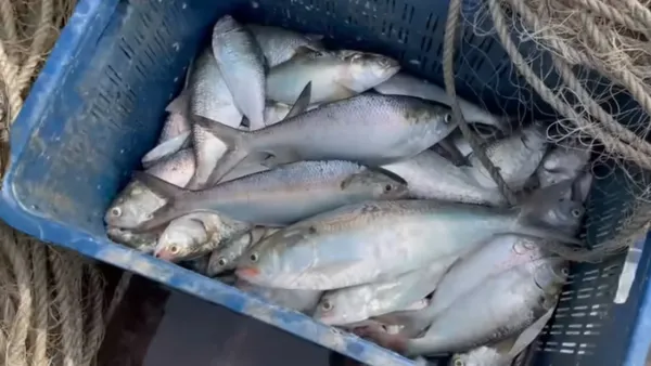 ২২ দিন ইলিশ ধরা বন্ধ