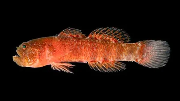 লোহিত সাগরে বদমেজাজি মাছের খোঁজ