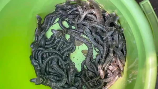 বাড়ির প্রাচীর ভাঙতেই বেরিয়ে এল ৪৫টি পদ্মগোখরা