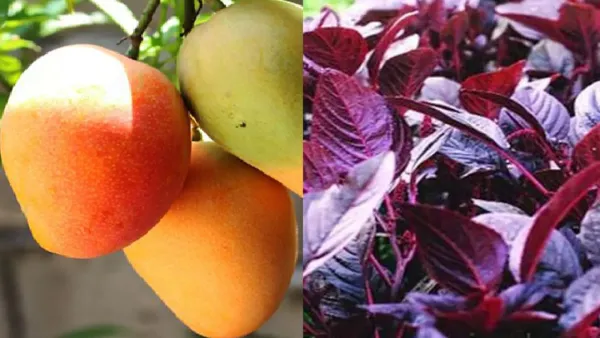 গবেষণায় সবজিতে মিলল ক্ষতিকর ভারী ধাতু, ফলে কীটনাশক