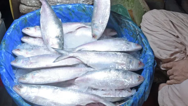 কিভাবে ইলিশের দাম কমবে, জানাল ভোক্তা অধিকার