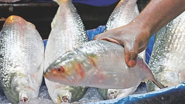 কাল ভারতে যাচ্ছে বাংলাদেশের ইলিশ