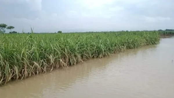 পানির নিচে নাটোরের পৌনে পাঁচশ হেক্টর আবাদি জমি
