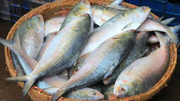 কলকাতার বাজারে যত টাকায় বিক্রি হচ্ছে ইলিশ