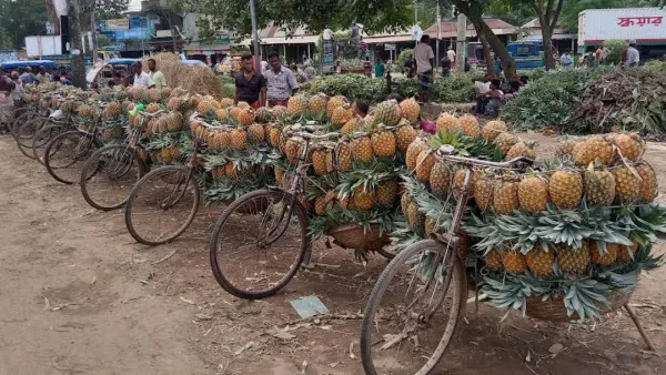 জিআই স্বীকৃতি পেল টাঙ্গাইলের মধুপুরের আনারস