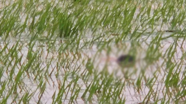 পাহাড়ি ঢলে নিখোঁজ দুই ভাইয়ের লাশ মিলল ধানক্ষেতে