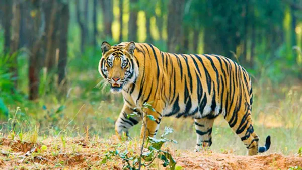 সুন্দরবনে বাঘ বেড়েছে কতটি, জানালেন পরিবেশ উপদেষ্টা