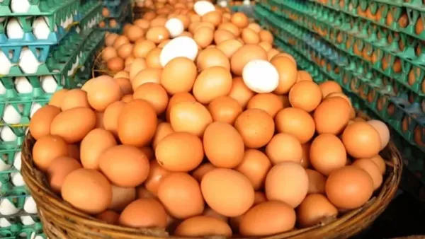 নাগালের বাইরে চলে যাচ্ছে সহজলভ্য প্রোটিনের উৎস