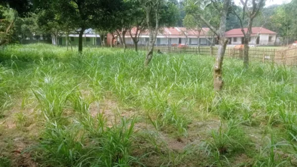 স্কুল মাঠে হচ্ছে ঘাসের চাষ