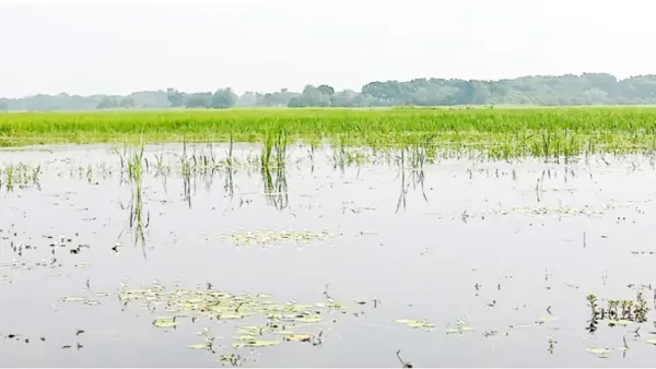 হুমকিতে ১৬শ বিঘার ফসল