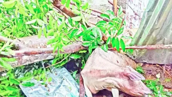 ঘূর্ণিঝড় দানার আঘাত  উড়িষ্যা-পশ্চিমবঙ্গে