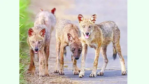 অপরিকল্পিত উন্নয়নে সংকটে বন্যপ্রাণী