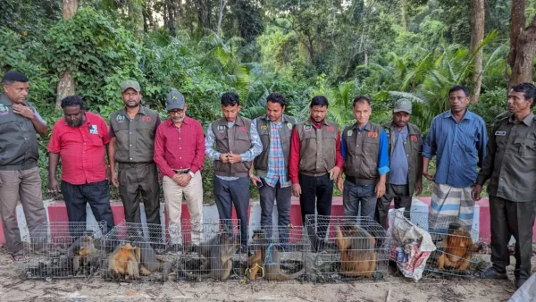 বিএনপি নেতার পরিত্যক্ত বাড়ি থেকে ১২ হনুমান উদ্ধার