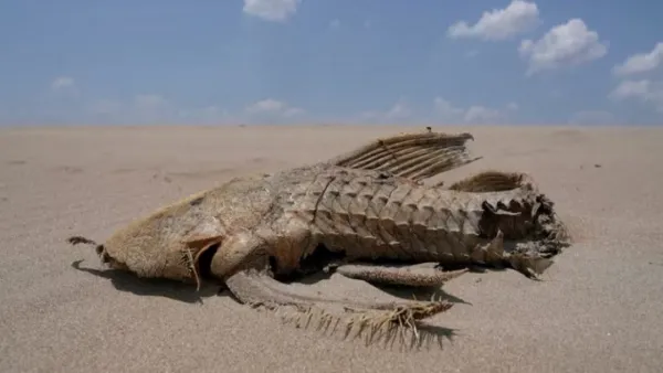 সবচেয়ে উষ্ণতম বছর হতে যাচ্ছে ২০২৪