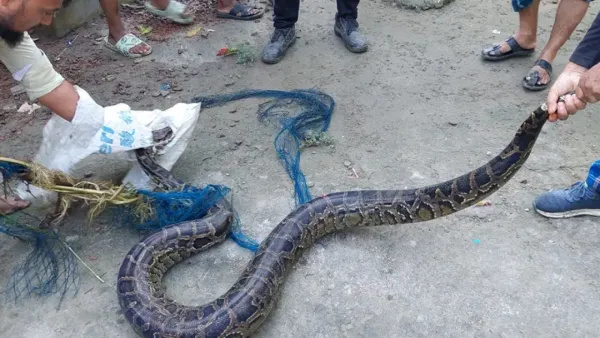 কৃষকের জালে ধরা পড়ল ৯ ফুট লম্বা অজগর