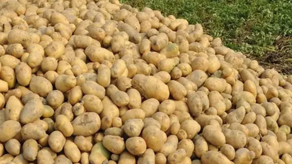 ৫০ টাকায় আলু বিক্রি শুরু