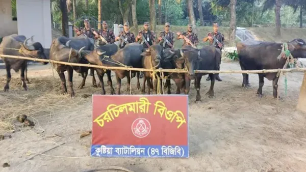 ভারতীয় ১৪ মহিষ ও কোকেন জব্দ