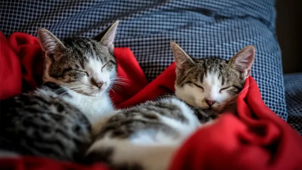 শীতে পোষা প্রাণীর বিশেষ যত্ন