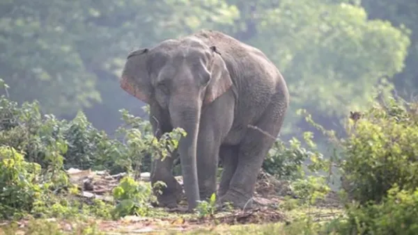 চকরিয়ায় বন্য হাতির আক্রমণে কৃষকের মৃত্যু