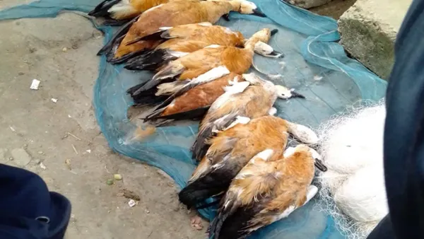 পদ্মার চরে বিষ টোপ দিয়ে মারা হচ্ছে অতিথি পাখি