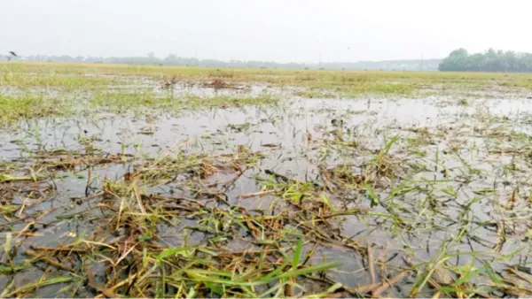 বড়াইগ্রামে জলাবদ্ধতায় ৩০০ বিঘা জমি অনাবাদি