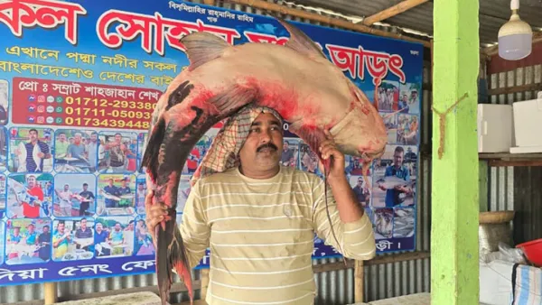 ৪২ কেজির বাঘাইড় বিক্রি হলো সাড়ে ৭৫ হাজার টাকায়