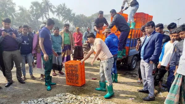 কালিগঞ্জে জেলি পুশ করা ১ হাজার ৩০০ কেজি গলদা চিংড়ি বিনষ্ট