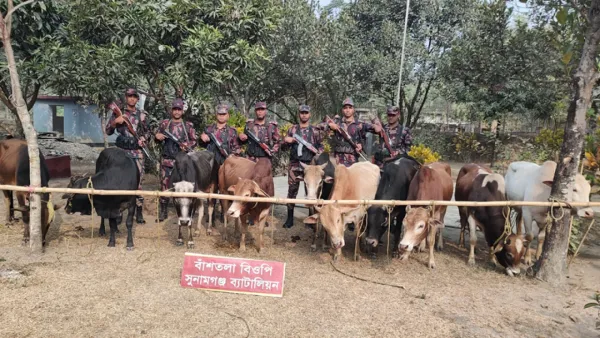 ভারতীয় গরুসহ ১৫ লাখ টাকার চোরাই পণ্য জব্দ